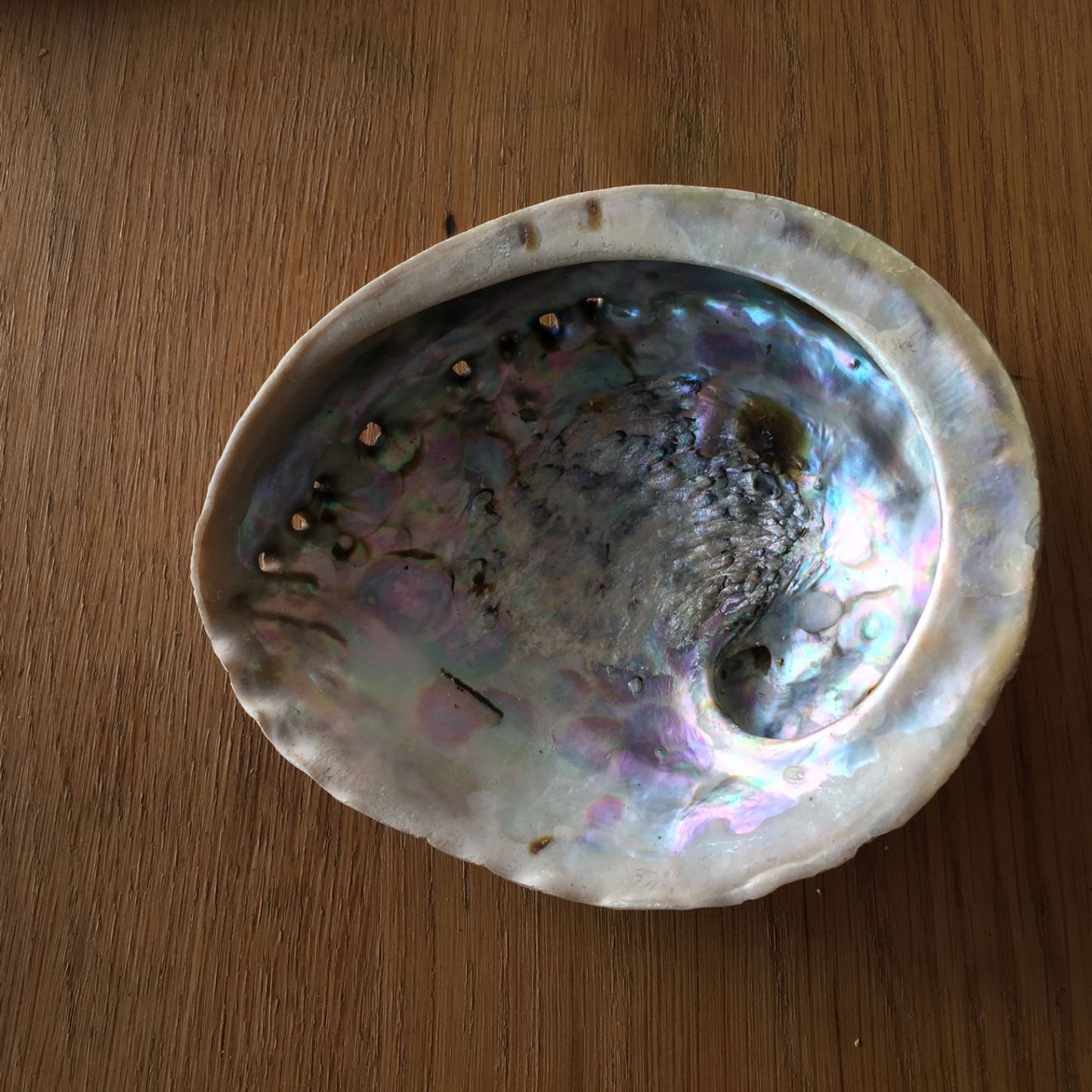 Coquille d'ormeau L'Apprentie